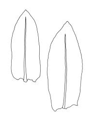 Entosthodon laxus, comal leaves. Drawn from A.J. Fife 5910, CHR 104741.
 Image: R.C. Wagstaff © Landcare Research 2019 CC BY 3.0 NZ